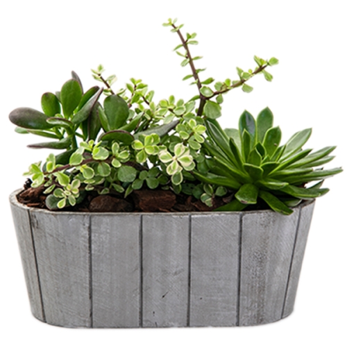 Succulents on wooden plate